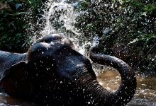 Mekong Elephant Park景点图片
