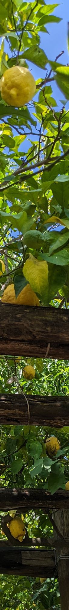 I Giardini di Cataldo-索伦托