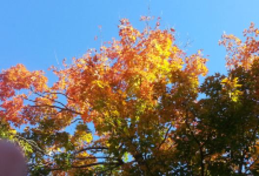 Muskoka Falls景点图片
