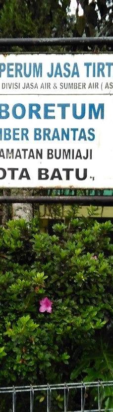 Arboretum Sumber Brantas-Bumiaji