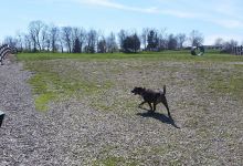 Ida Juris Bennett Dog Park景点图片