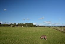Jacksmere Dog Walking Field景点图片