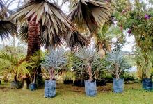 Vivero El Jardin Del Cofre购物图片