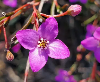 Cox Scrub Conservation Park