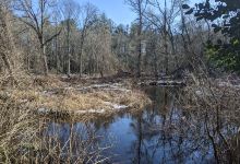 Shoolman Nature Preserve景点图片