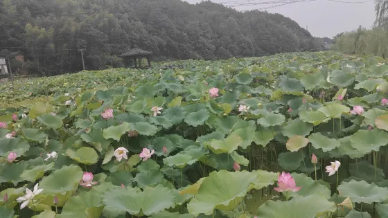尋淮洲故居