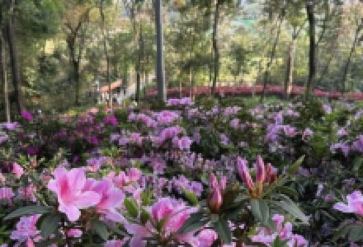 杜鹃园购物图片