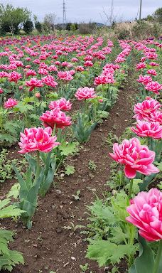 Damask Wind-鹿屋市