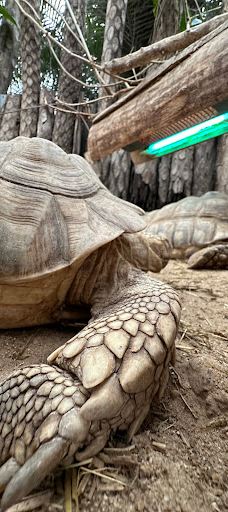 Biotropica, animal gardens-瓦德勒伊