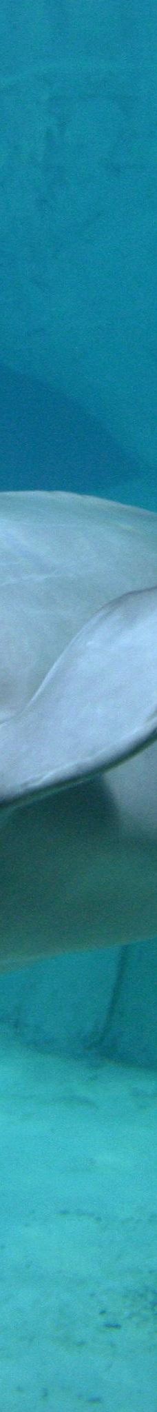 瓦伦西亚海洋公园-瓦伦西亚