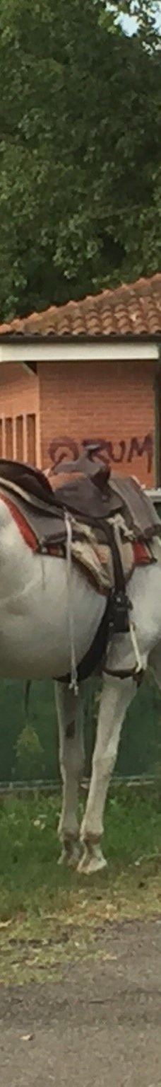 Parco della Pellerina-都灵