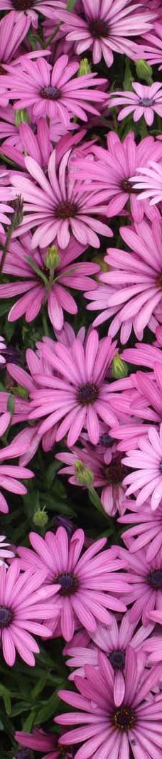 Jardin Botanico Marimurtra-布拉内斯