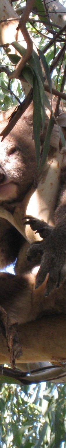 坎尼特河沿岸考拉步行道-Kennett River