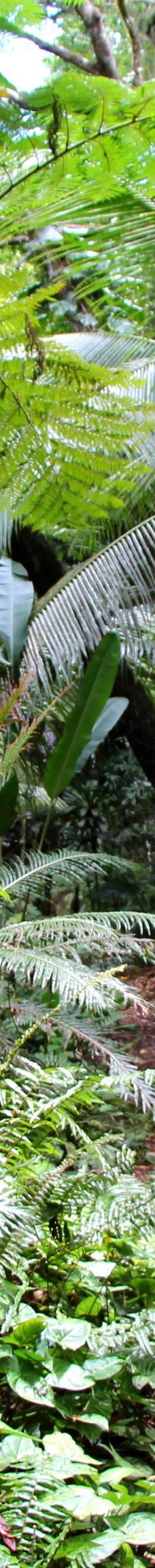 Grotte de Hortense-松树岛