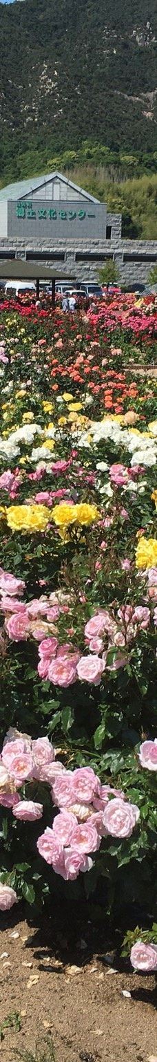Yoshiumi Rose Park-今治市