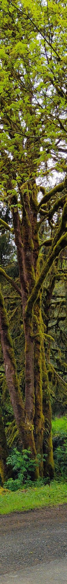 Drift Creek Covered Bridge-林肯县