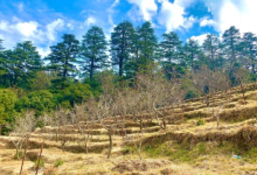 Chaubatia景点图片