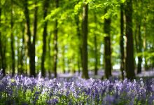 National Trust - Ashridge Estate景点图片