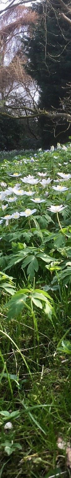 Alter Botanischer Garten-基尔