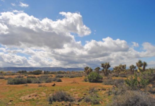 Arthur B. Ripley Desert Woodland State Park景点图片