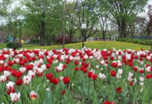 Connaught Park景点图片