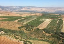 Mitzpe Rotem景点图片