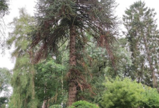 Parc Arboretum - Municipal de Cauffry景点图片