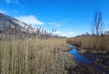 Dragoman Marsh景点图片
