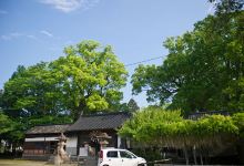 Wakamiya Hachimangu景点图片