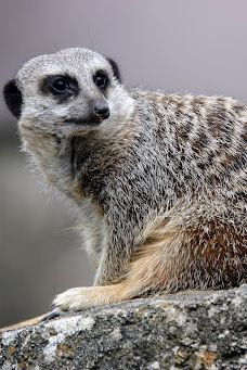 郎利特野生动物园-沃明斯特