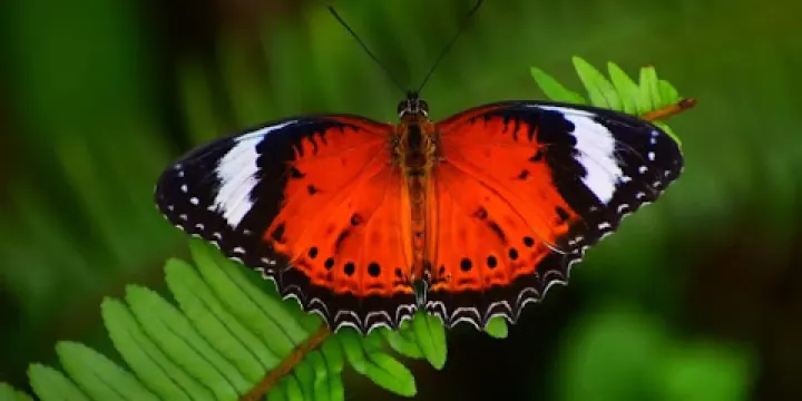 Coffs Harbour Butterfly House