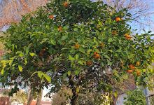 Parque Municipal de Mancha Real景点图片