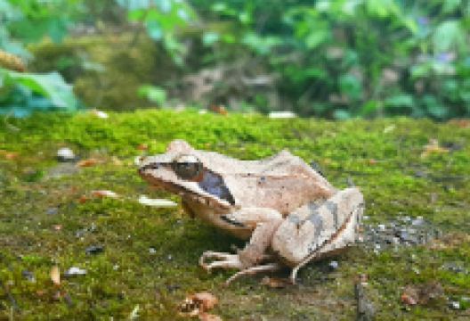 Pădurea Plopeni景点图片