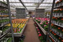 Tuincentrum Maréchal购物图片