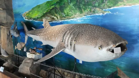 寧海縣寧海灣海洋生物博物館