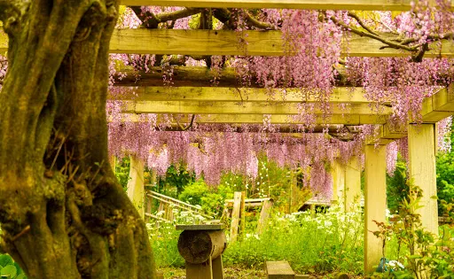 昭和池公園