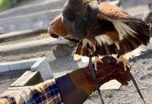 Wildlife park and Greifvogelzoo Potzberg景点图片