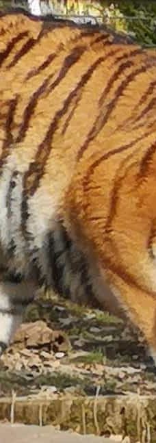 Chemnitz Zoo-开姆尼茨