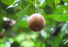 Finca La Isla景点图片