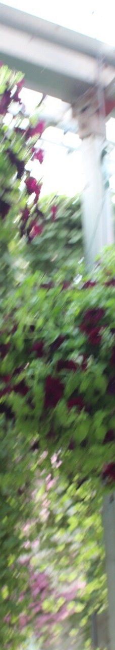 Glacier Gardens Rainforest Adventure-朱诺