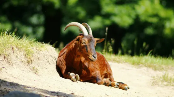 Wildpark Rolandseck