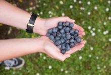 Blueberry Country美食图片