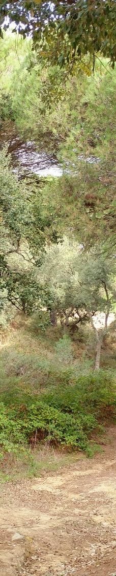 El Pinar del Rey-圣罗克