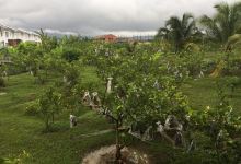 Guava Bee Farm景点图片