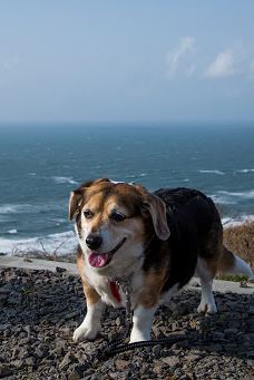 Hamadate Park-由利本庄市