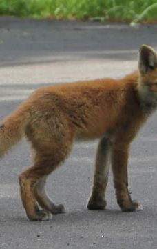 Teshikaga Shrine-弟子屈町