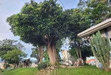 Parque Los Amigos景点图片