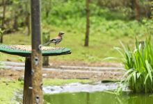 Bird Hide at The Nature Centre景点图片