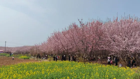 松樹坡櫻花谷