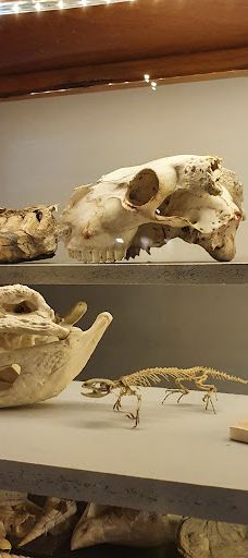 Musee des Dinosaures 'Dinosauria'-埃斯佩拉扎